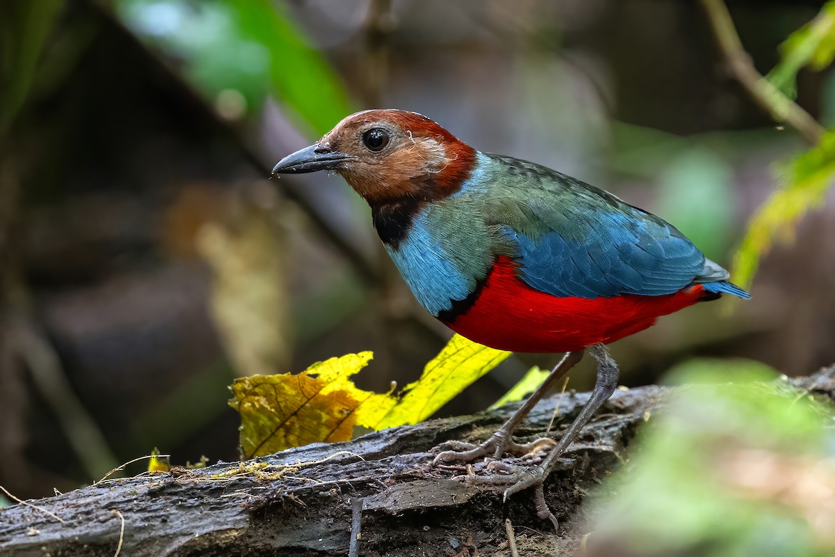 Sulawesi Pitta (Sulawesi) - ML631502644