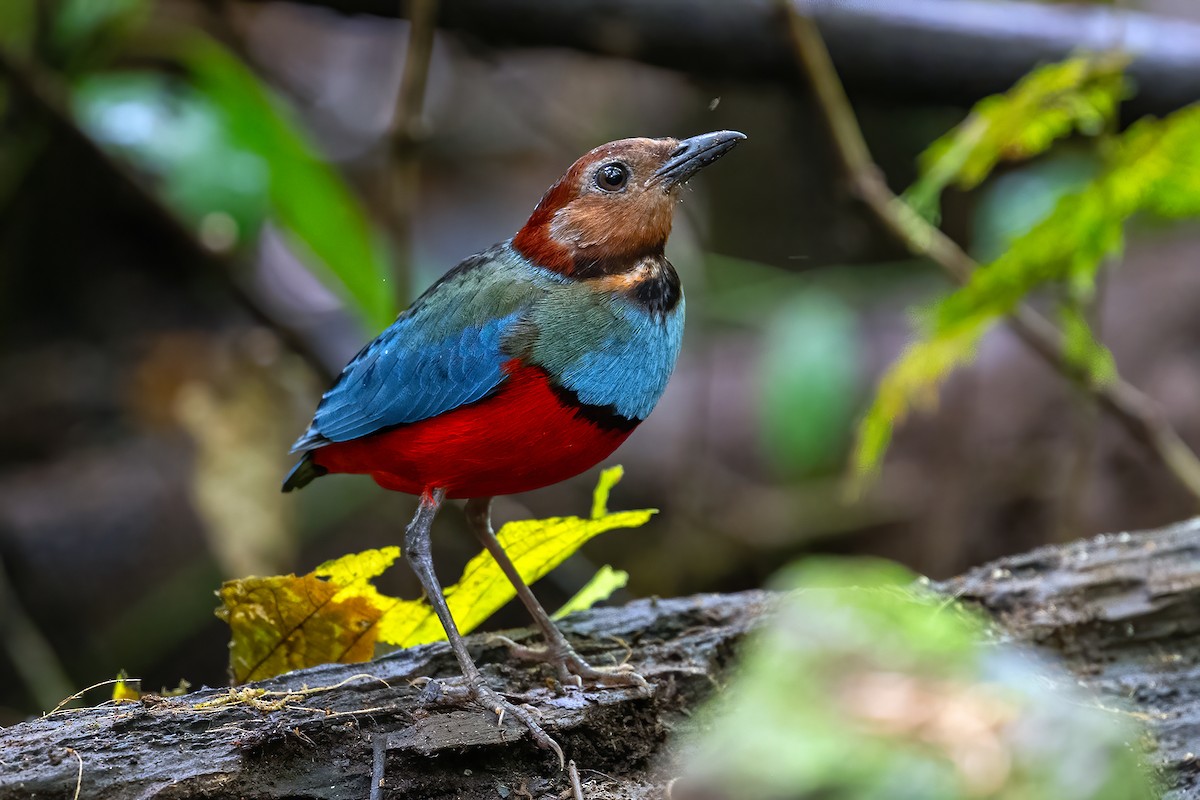 Sulawesi Pitta (Sulawesi) - ML631502646