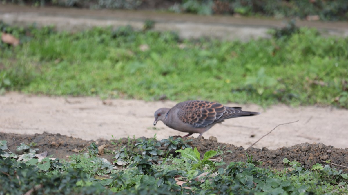 金背鳩 - ML631502675
