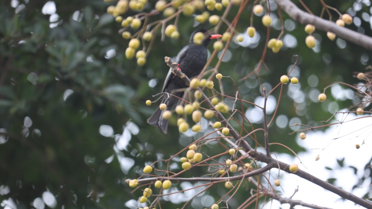 紅嘴黑鵯 - ML631502682