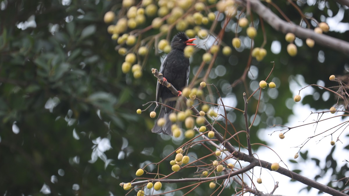紅嘴黑鵯 - ML631502687