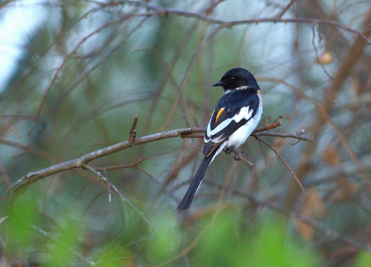 White-bellied Minivet - ML631502691