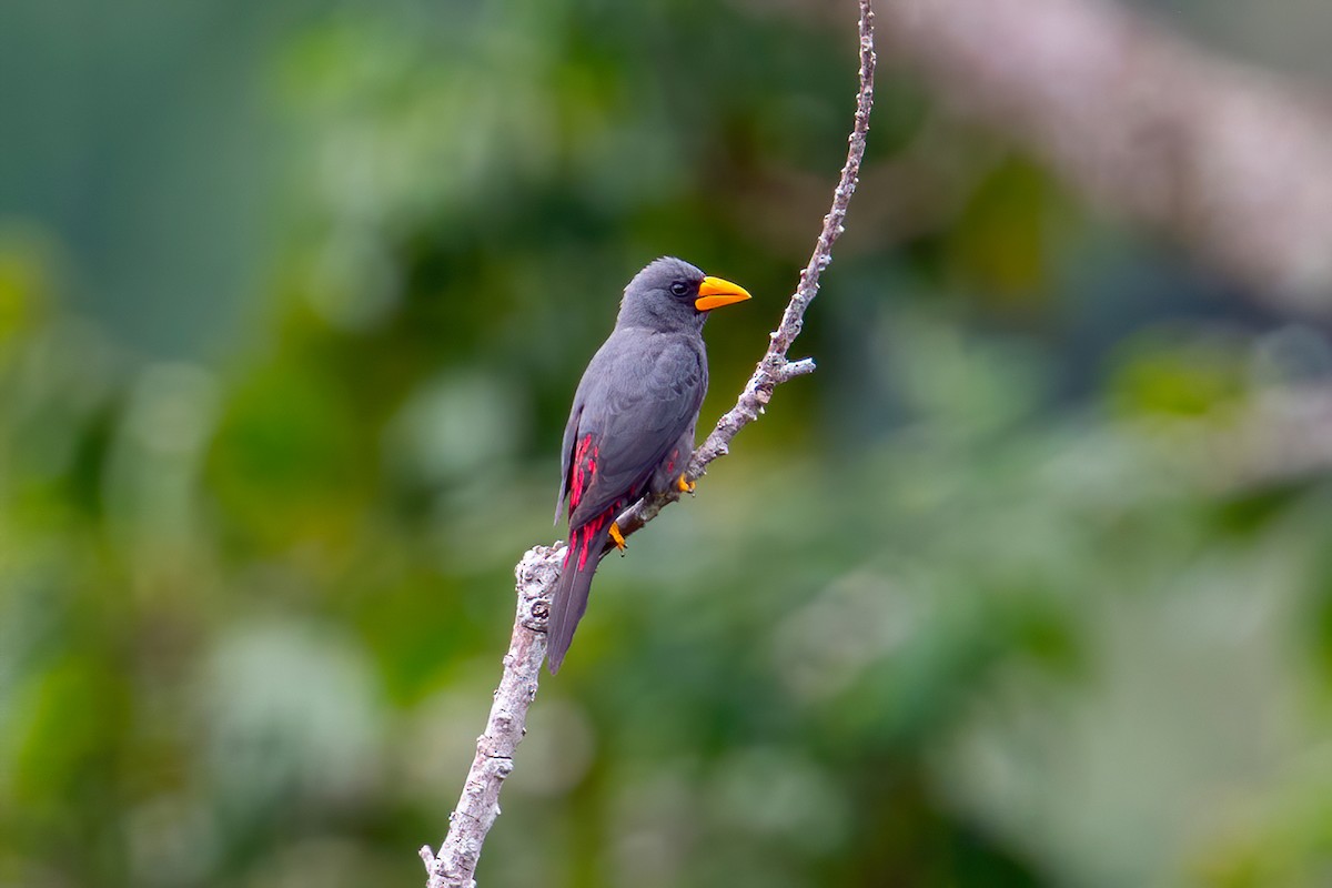 Finch-billed Myna - ML631502721