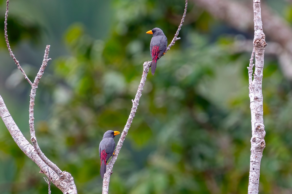 Finch-billed Myna - ML631502722
