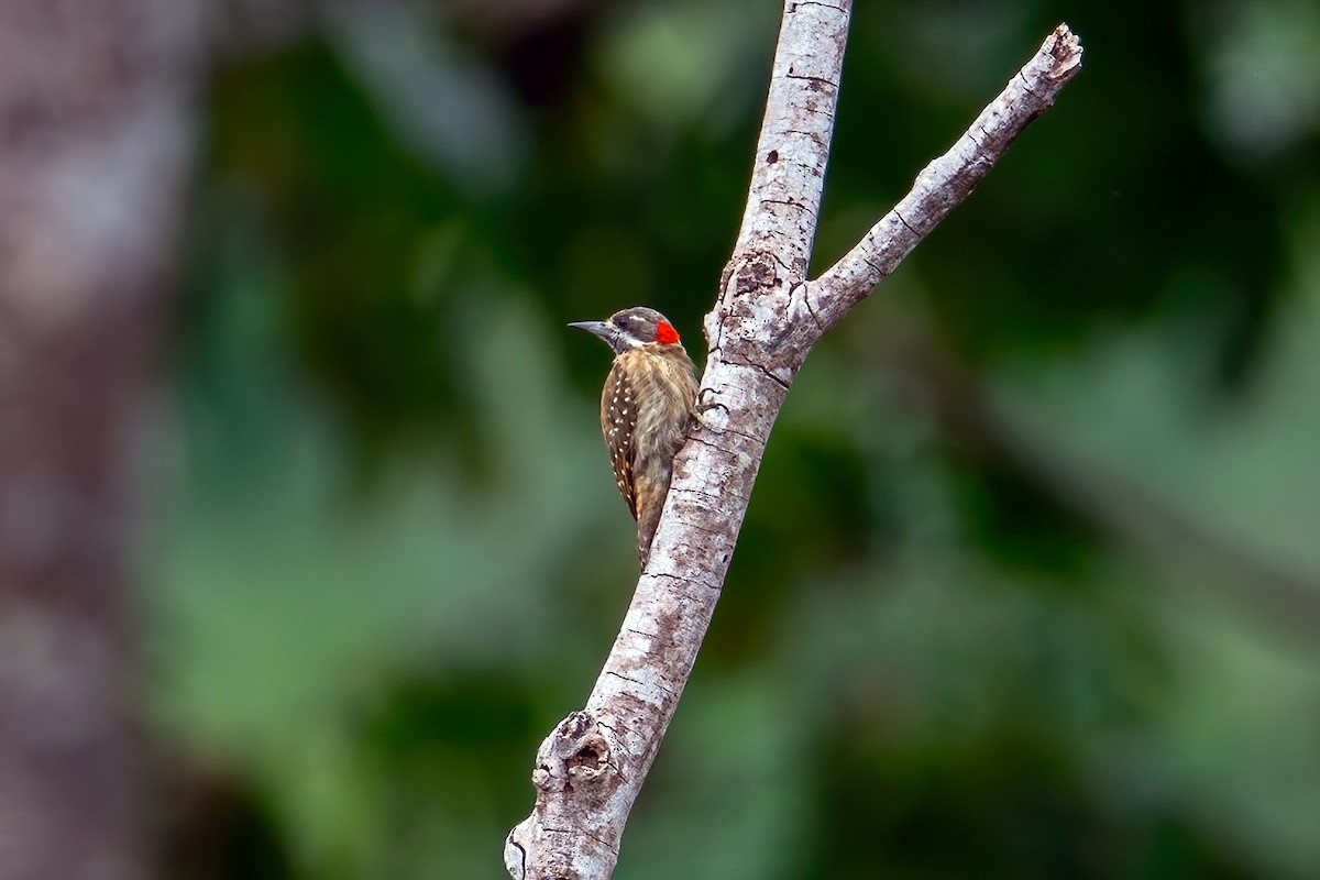 Sulawesi Pygmy Woodpecker - ML631502724