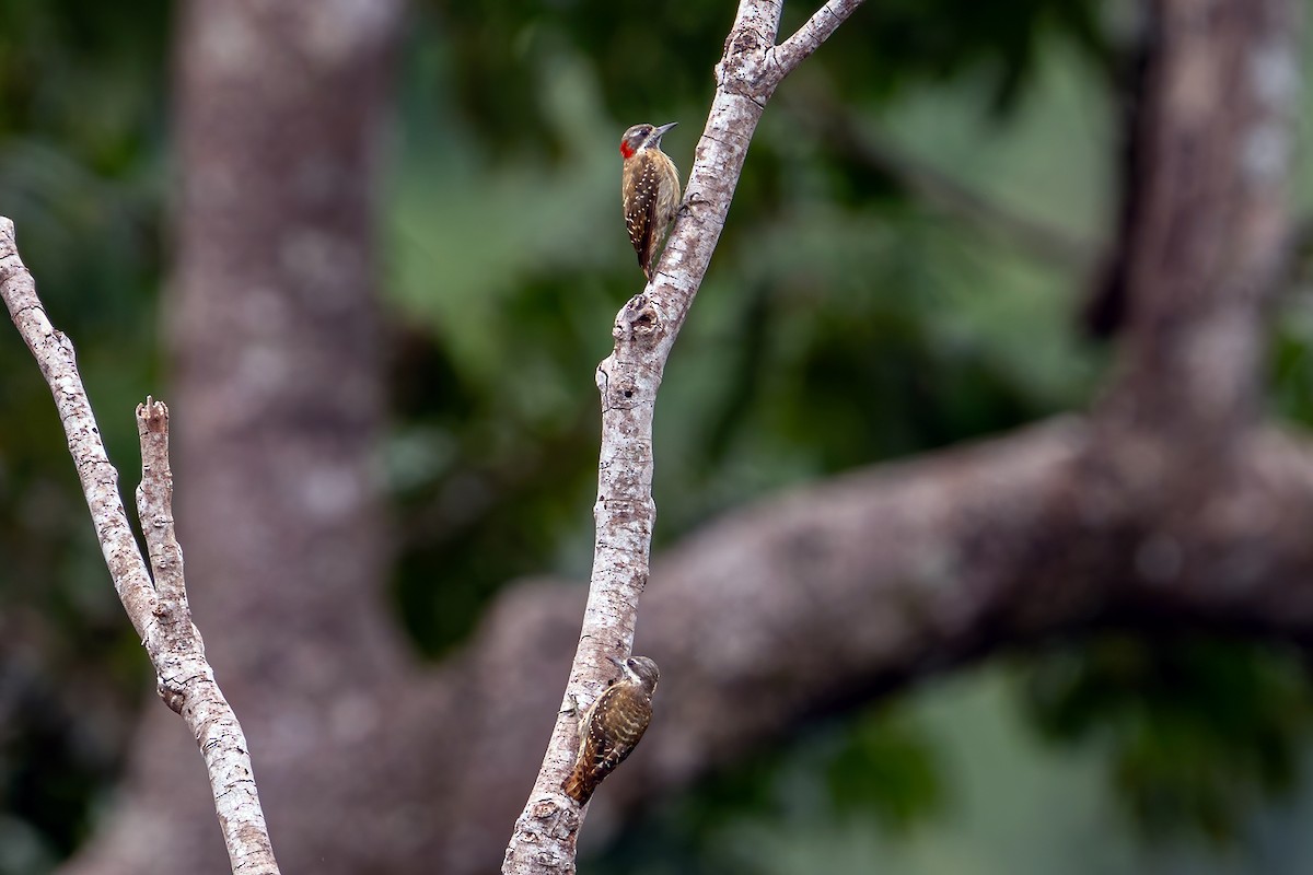 Sulawesi Pygmy Woodpecker - ML631502725