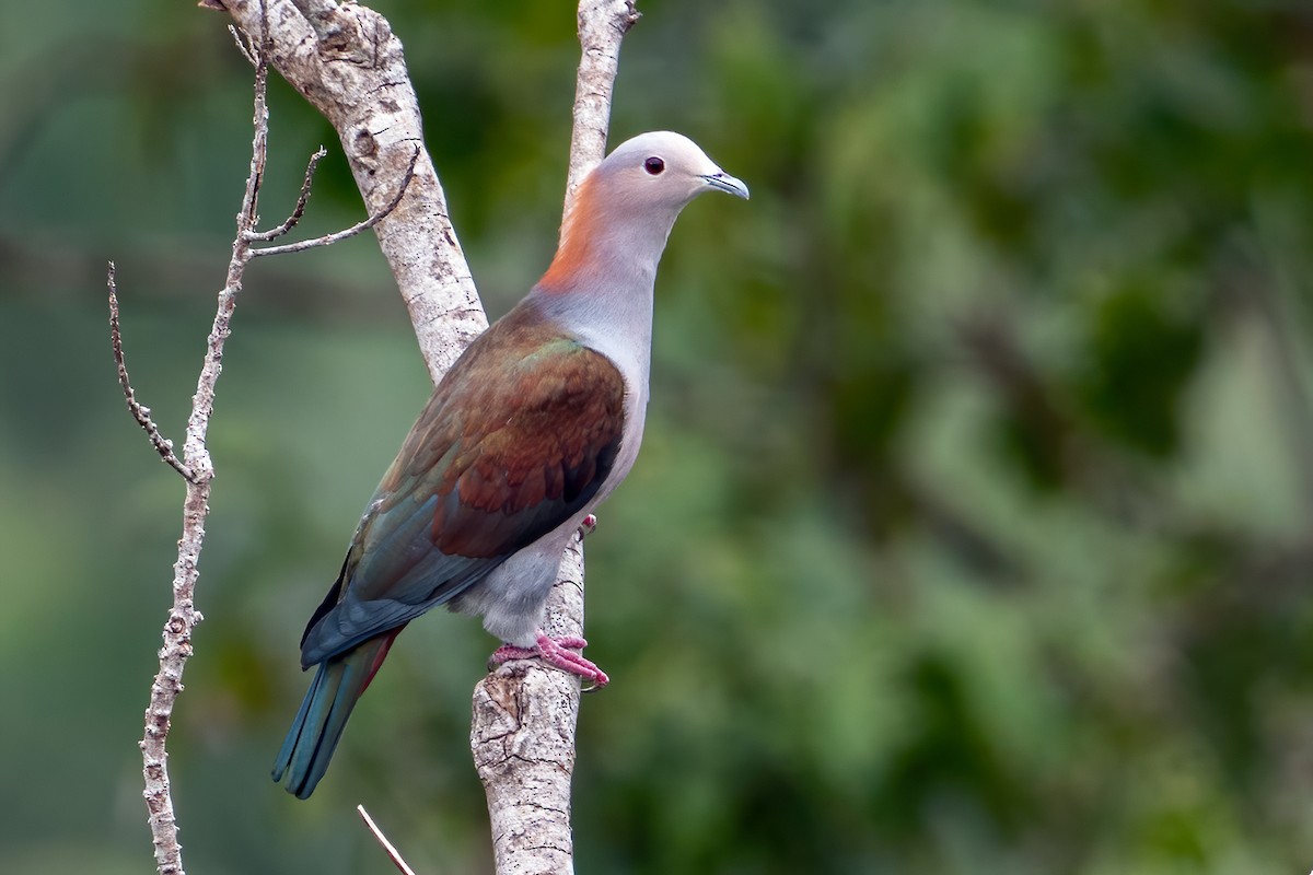 Green Imperial-Pigeon (Rufous-naped) - ML631502730