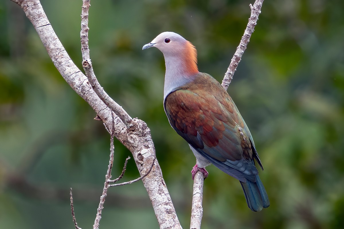 Green Imperial-Pigeon (Rufous-naped) - ML631502731