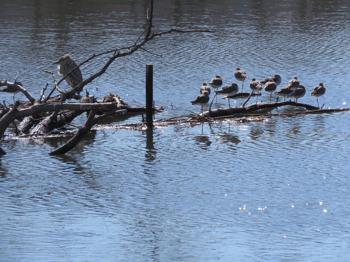 Greater Yellowlegs - ML631502776