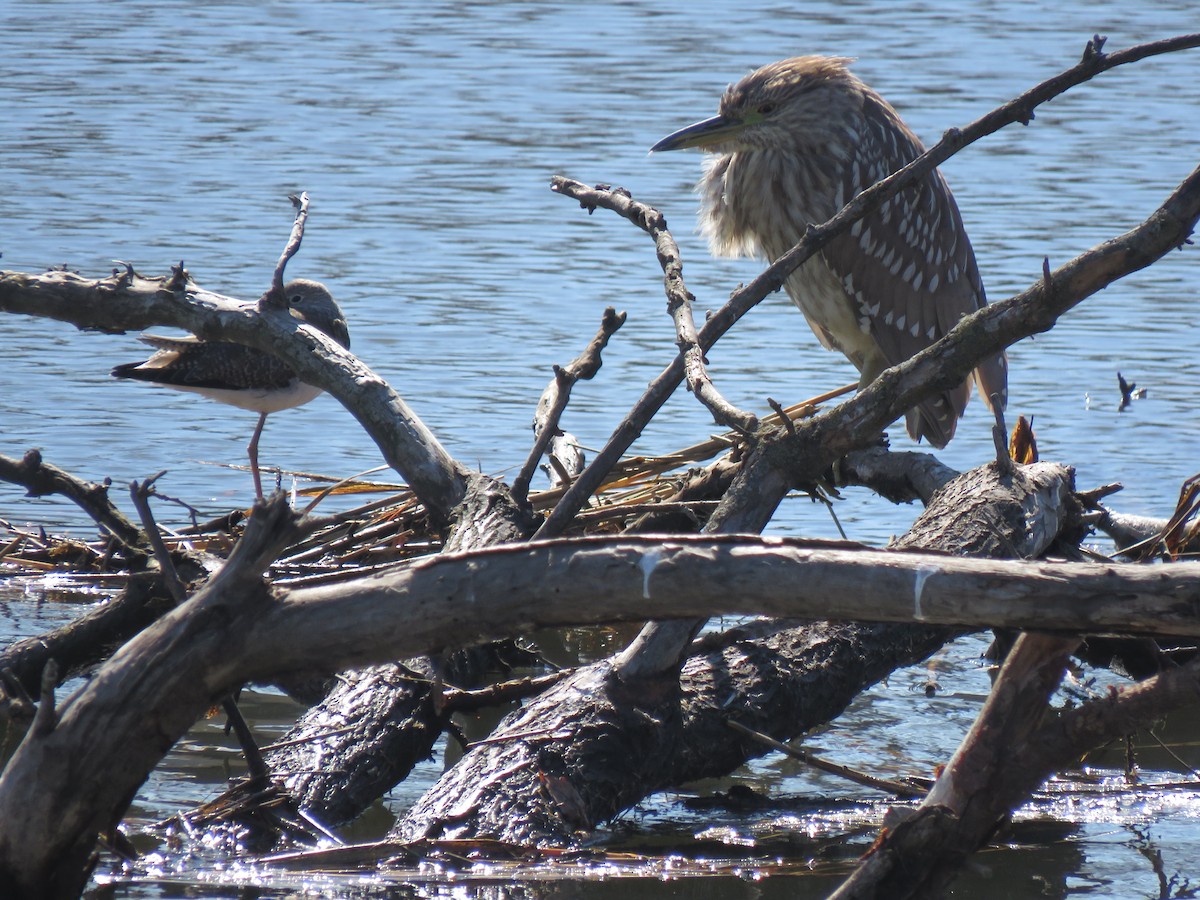 Black-crowned Night Heron - ML631502779