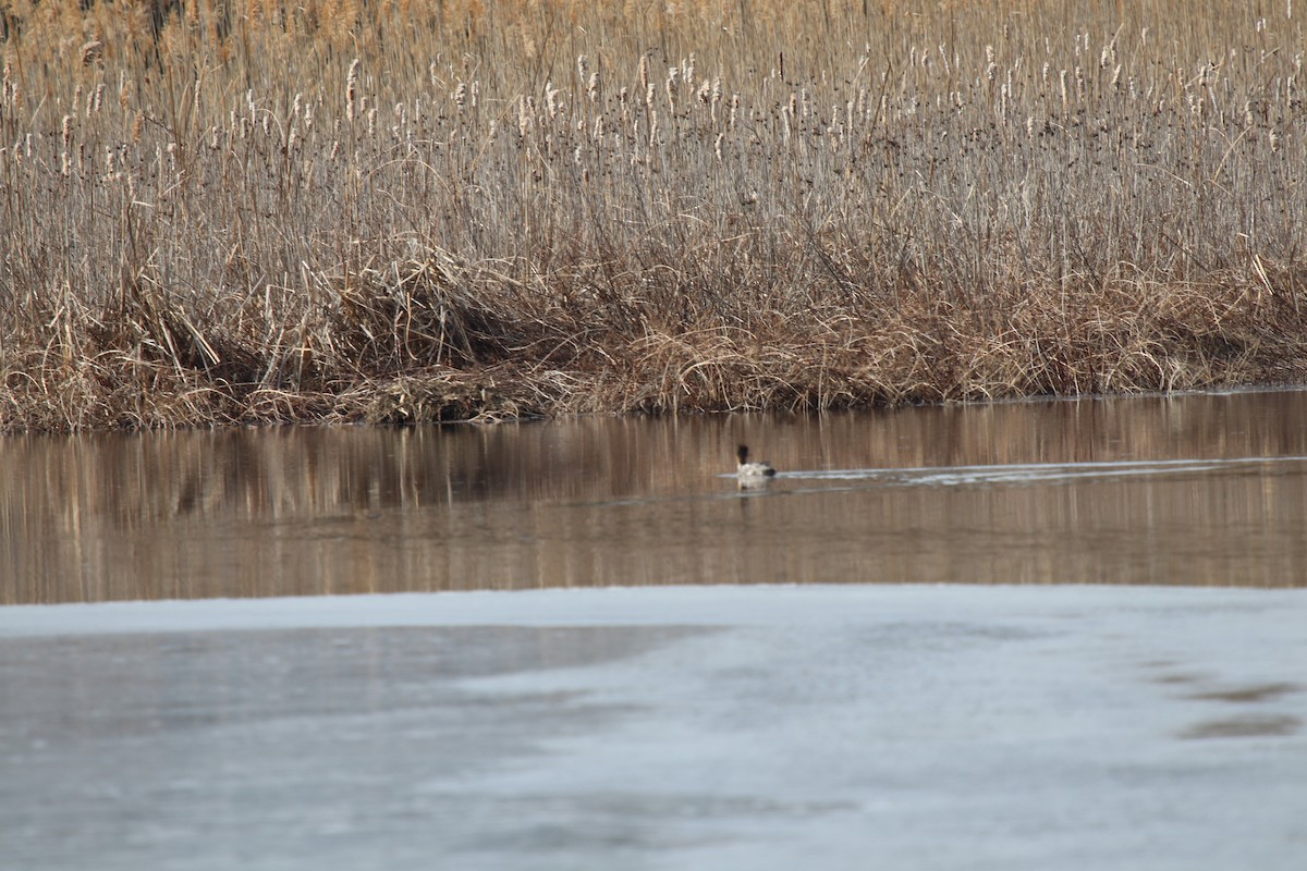 Mittelsäger - ML631502826