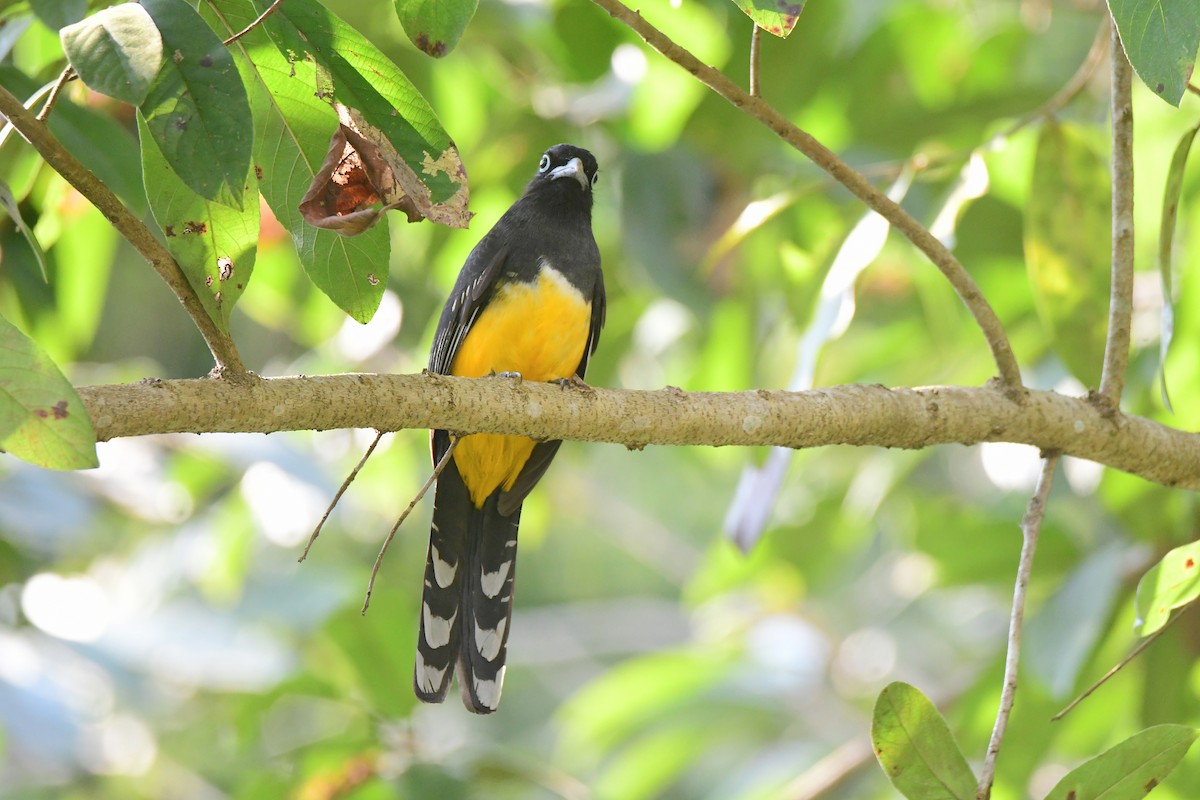 Black-headed Trogon - ML631502963