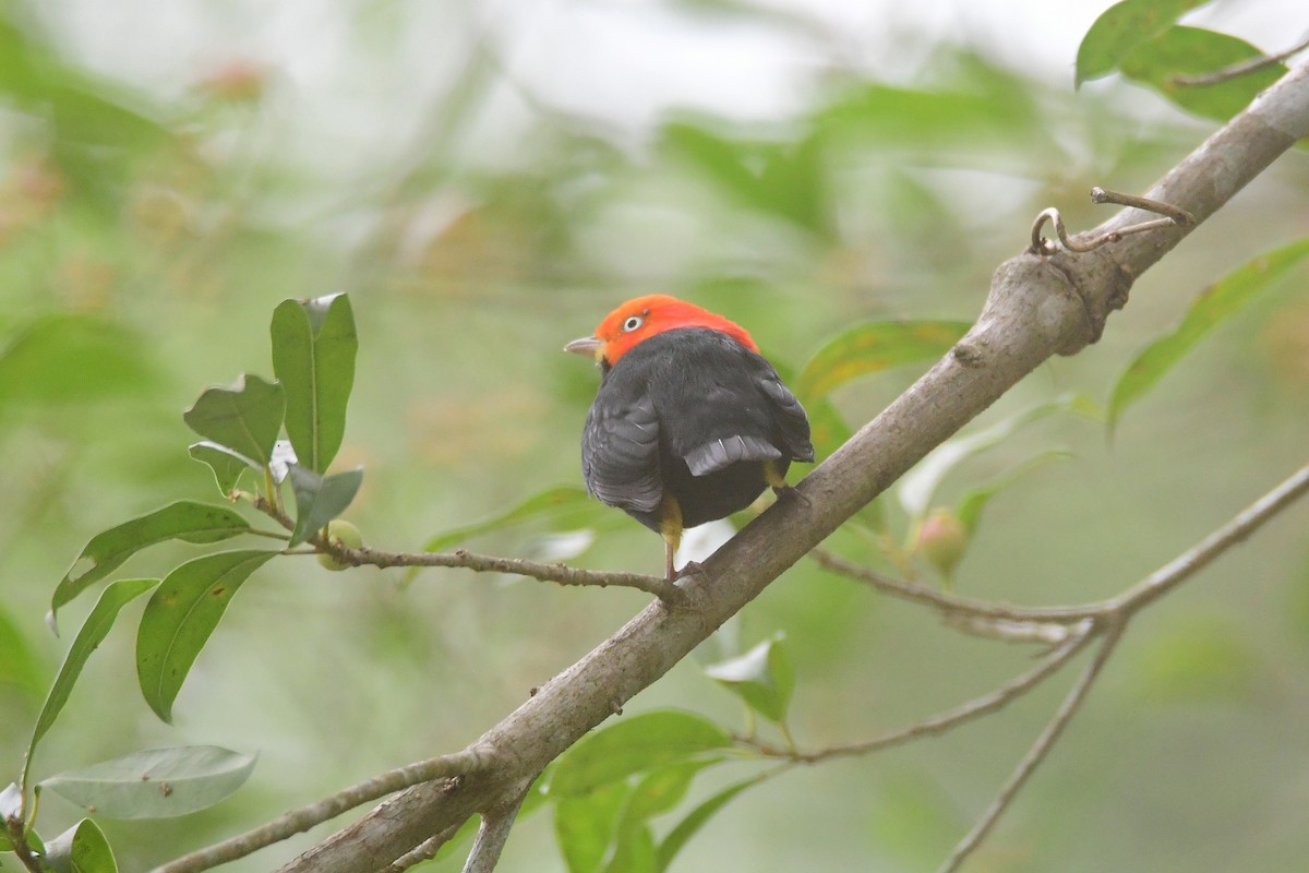 Red-capped Manakin - ML631502974