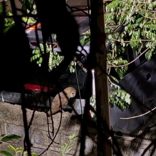 Eastern Barn Owl - ML631503008