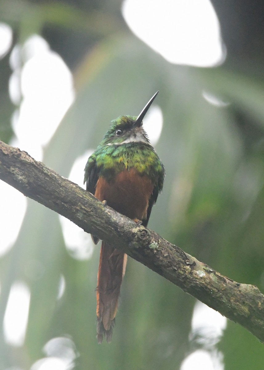 Rufous-tailed Jacamar - ML631503102