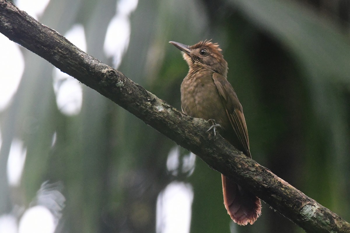 Tawny-winged Woodcreeper - ML631503106