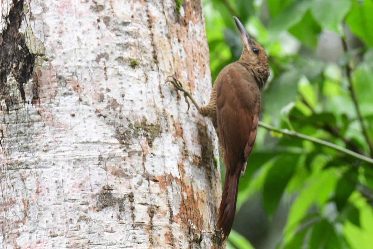 Northern Barred-Woodcreeper - ML631503109