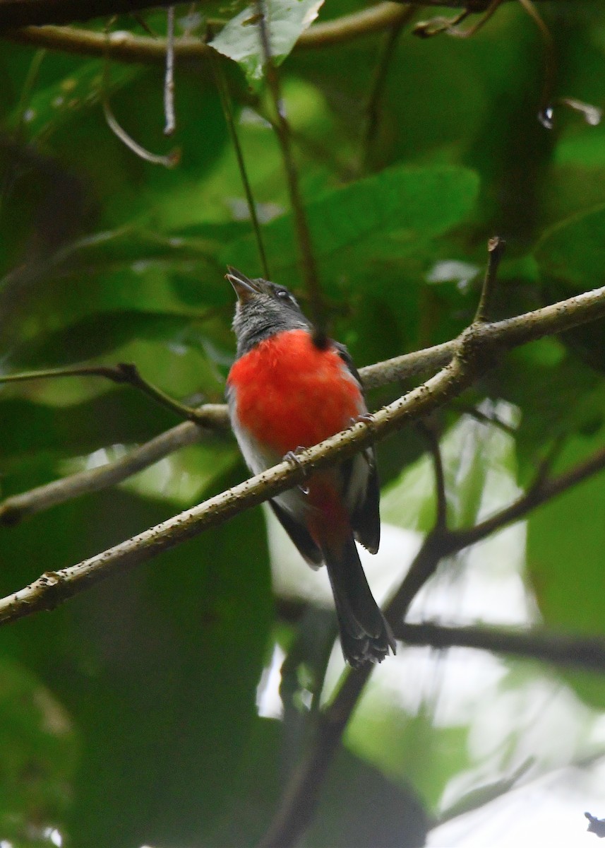 Gray-throated Chat - ML631503123