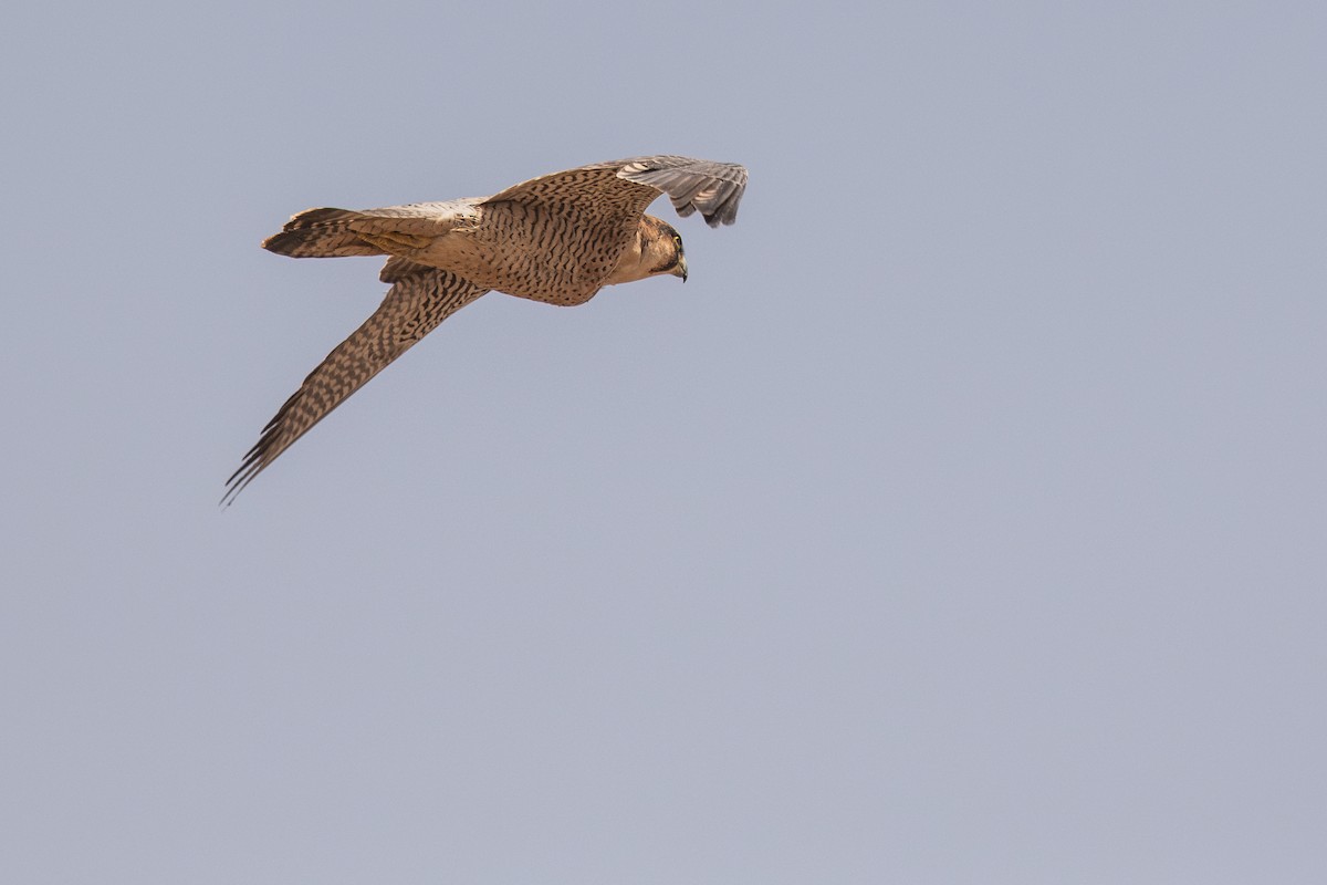 Peregrine Falcon (Barbary) - Frédéric Bacuez