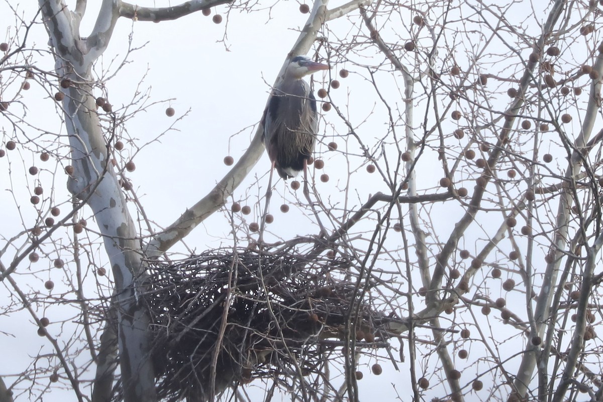 Great Blue Heron - ML631503289