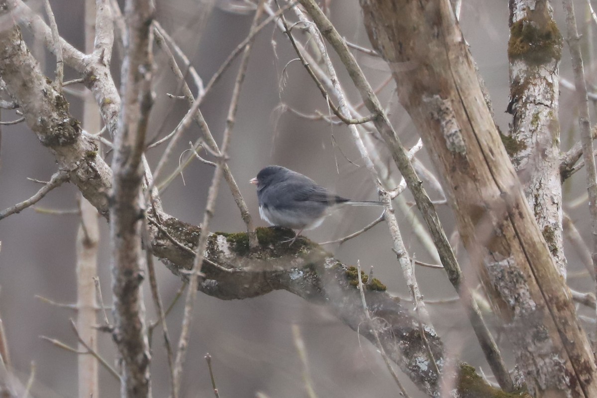 Dark-eyed Junco - ML631503298
