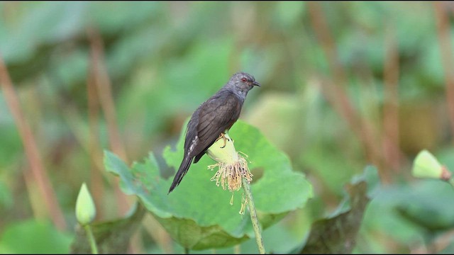 Plaintive Cuckoo - ML631503385