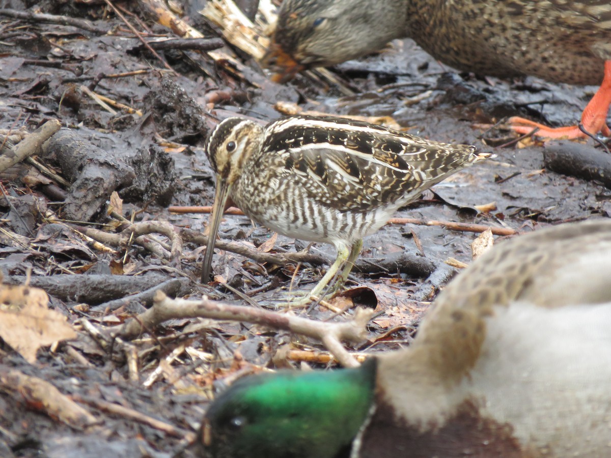 Wilson's Snipe - ML631503451