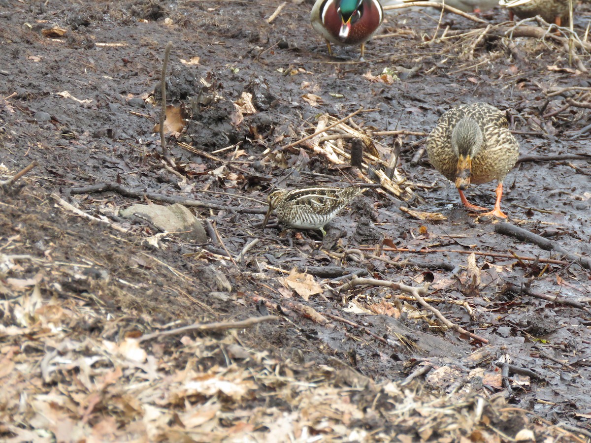 Wilson's Snipe - ML631503452