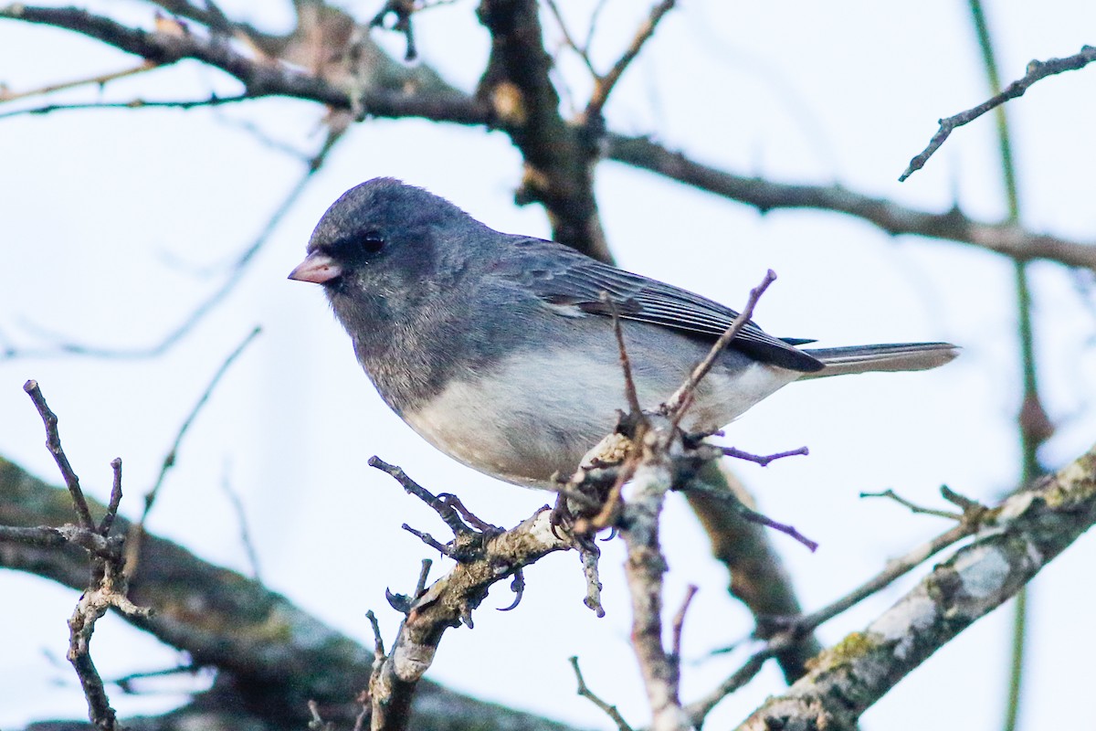 Dark-eyed Junco (Slate-colored) - ML631503468