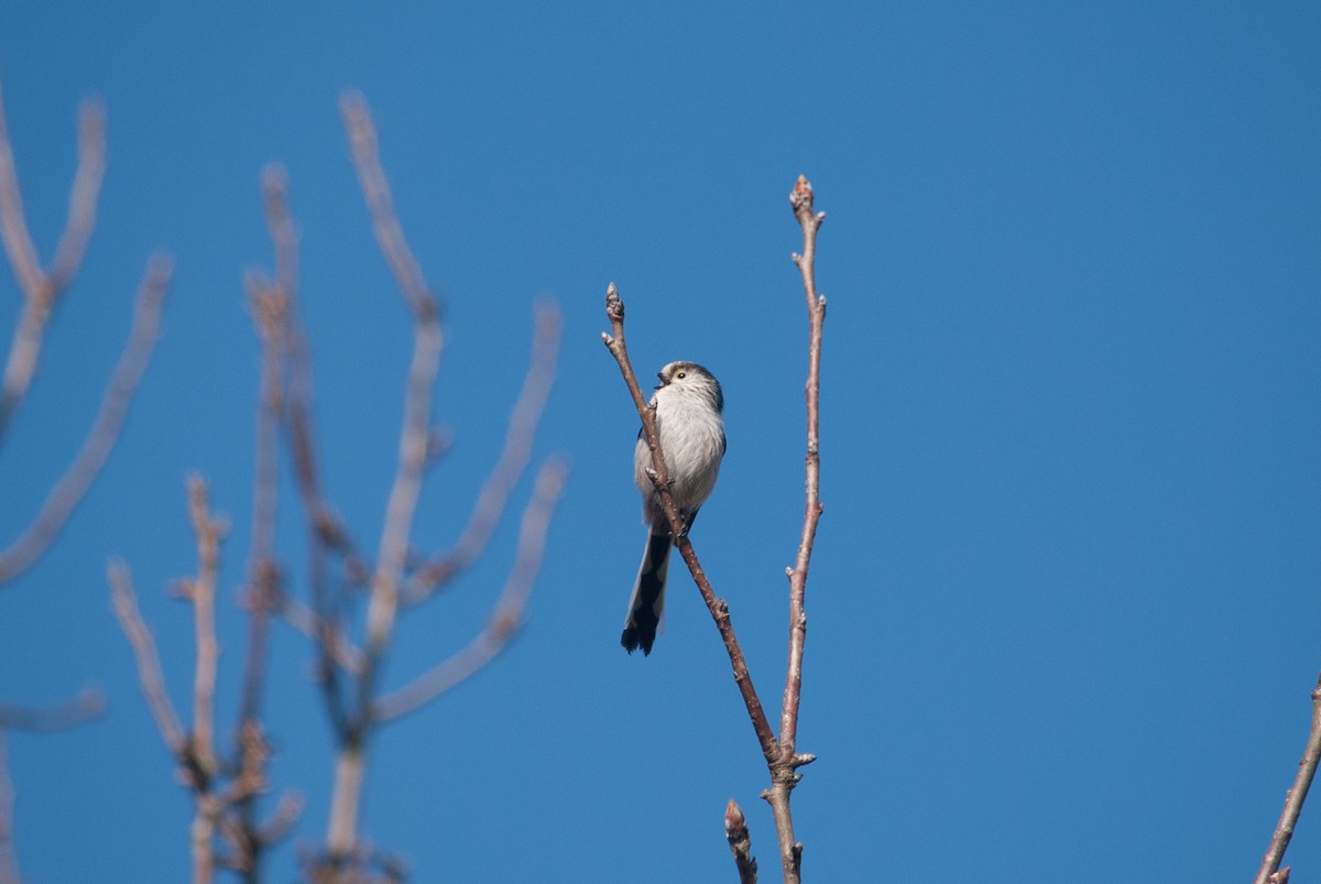 Long-tailed Tit - ML631503483