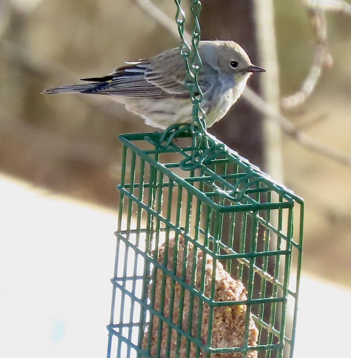 Yellow-rumped Warbler - ML631503638