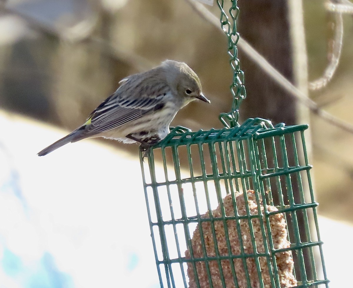 Yellow-rumped Warbler - ML631503639