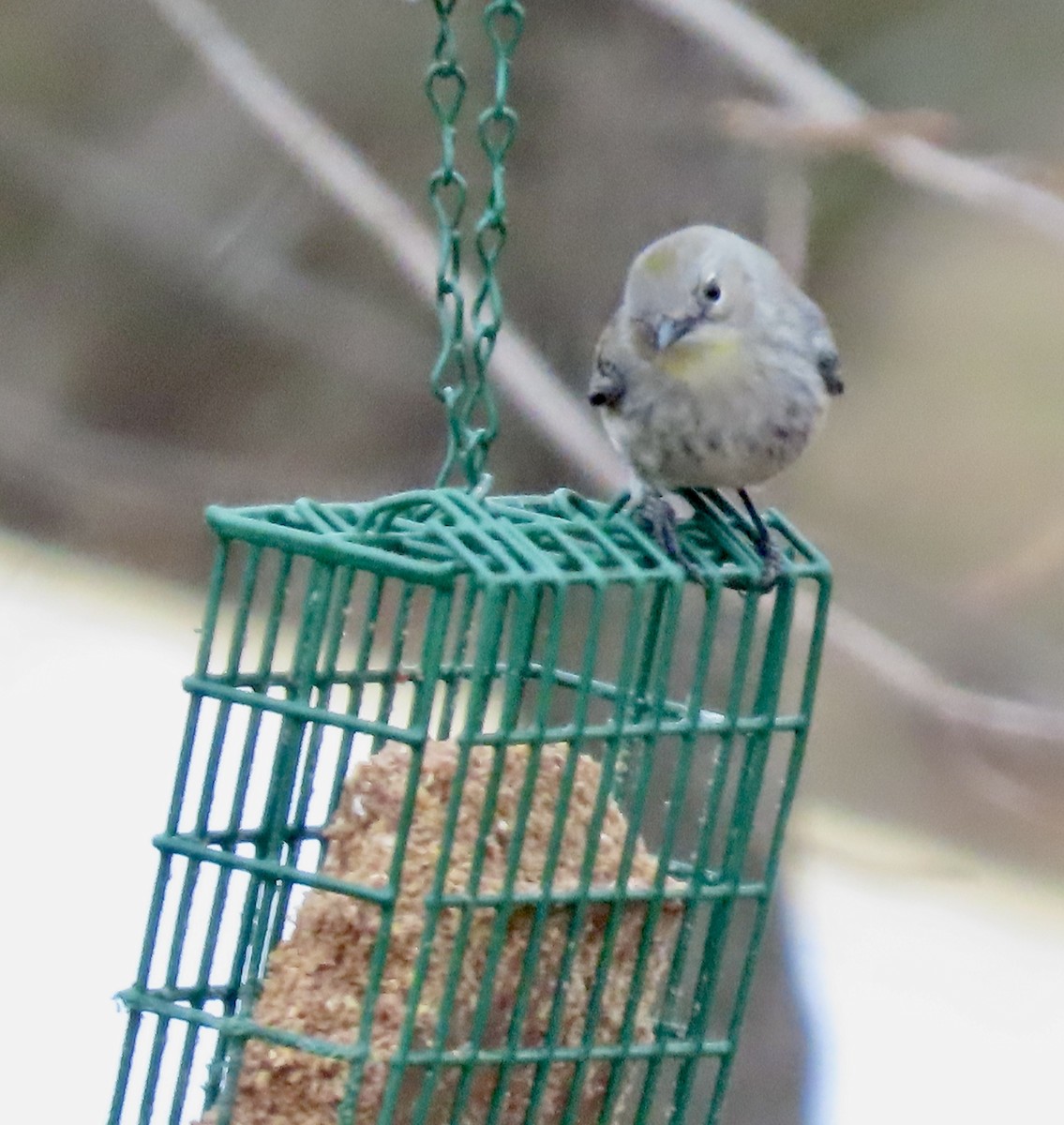 Yellow-rumped Warbler - ML631503641