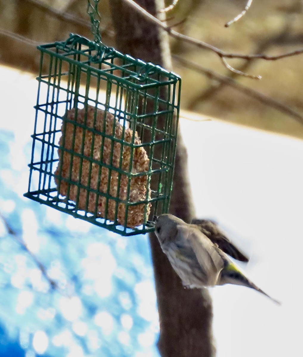 Yellow-rumped Warbler - ML631503642