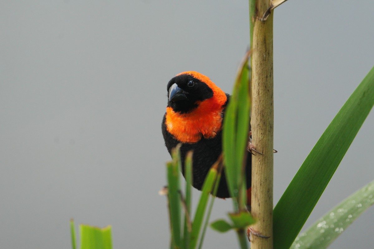 Southern Red Bishop - Dave Rimmer (Kingdom Birding Tours)