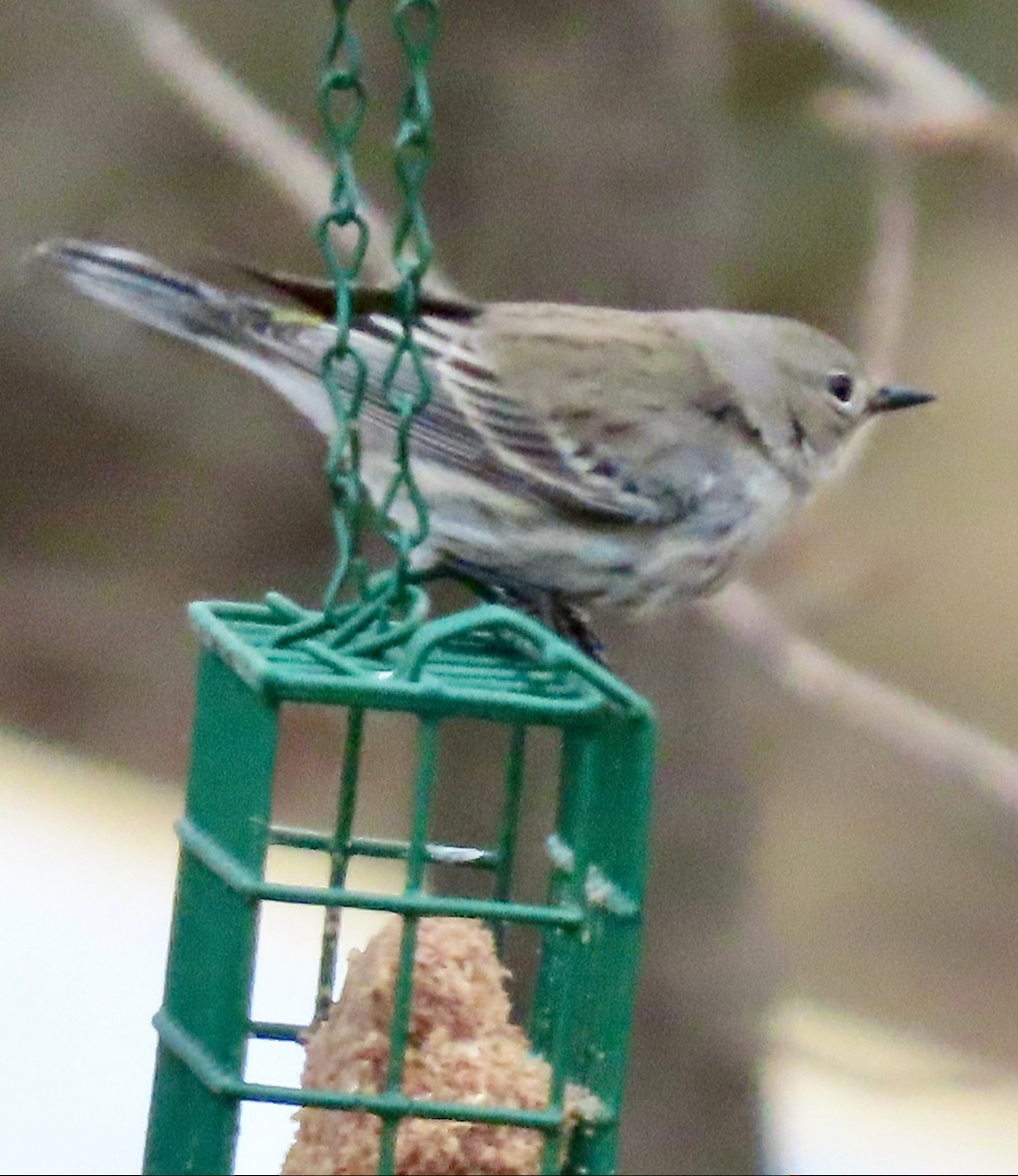 Yellow-rumped Warbler - ML631503717