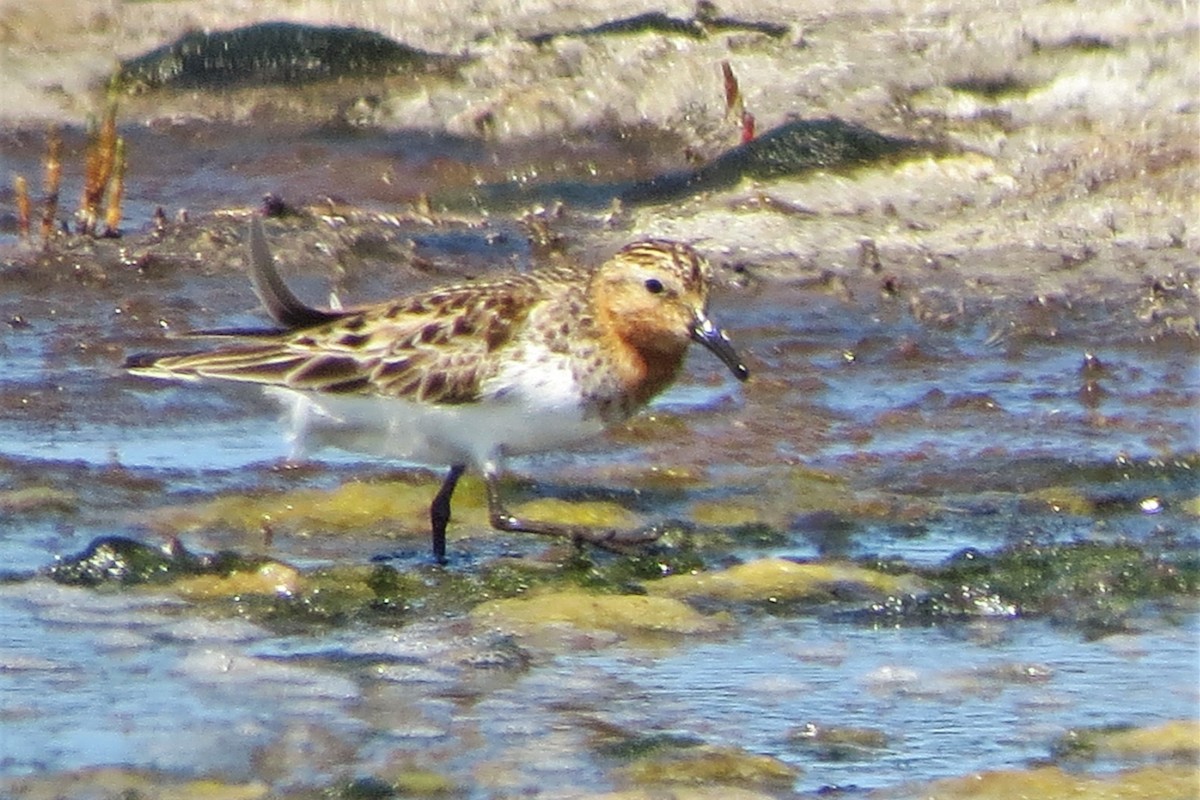 Red-necked Stint - Beverly Bowe