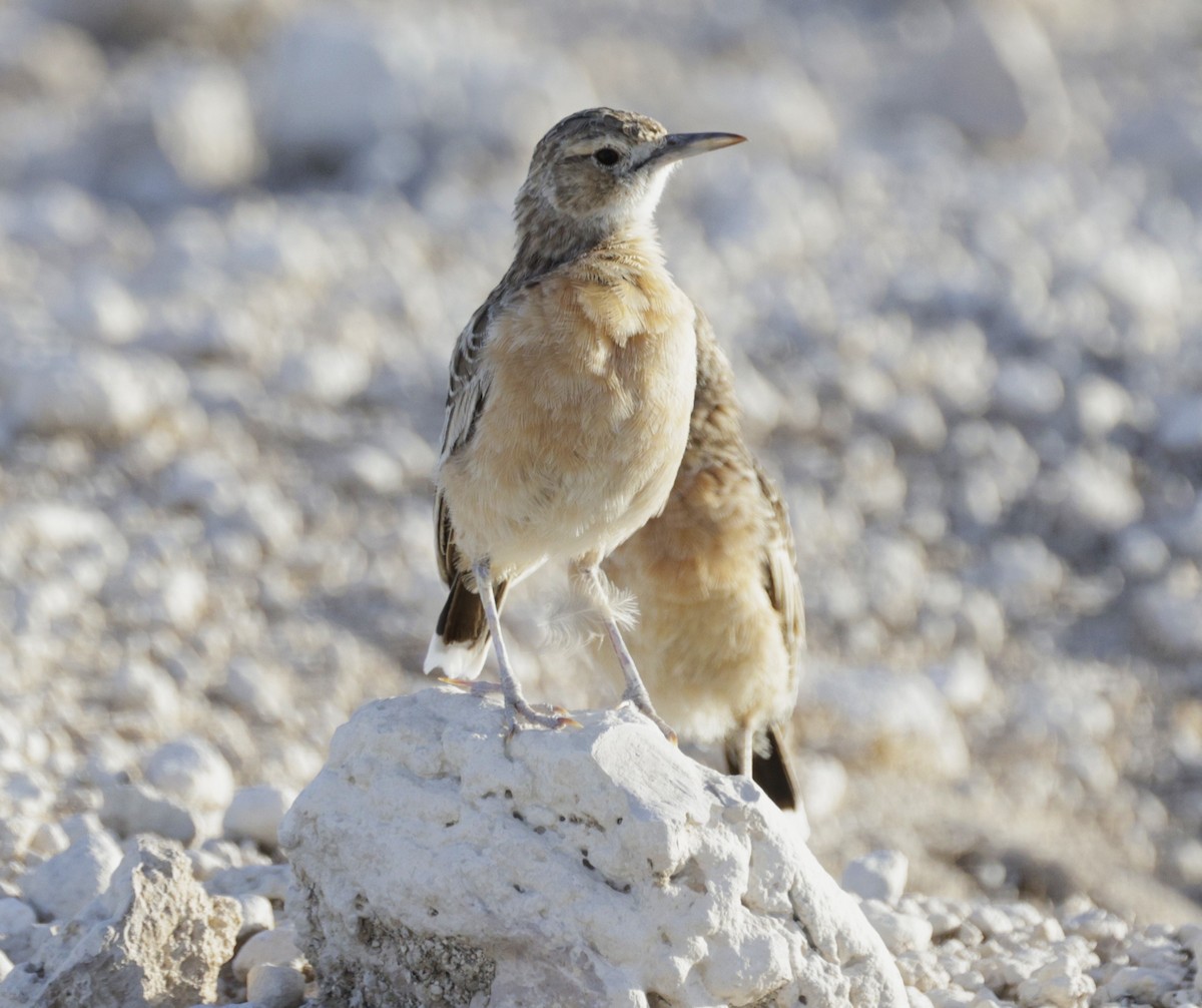 Spike-heeled Lark - ML631503883