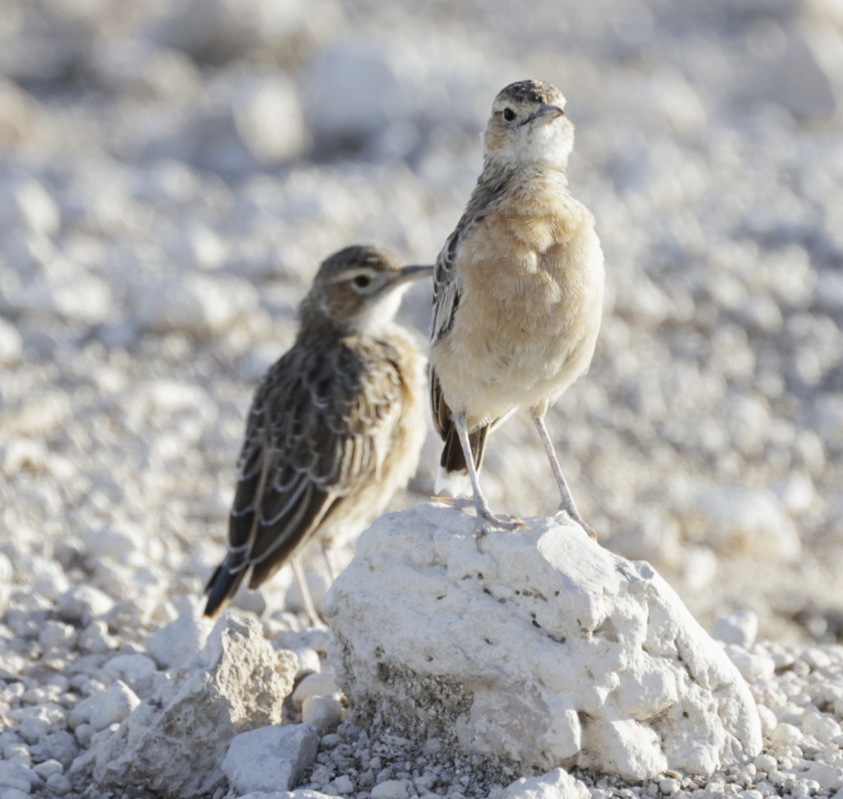Spike-heeled Lark - ML631503884
