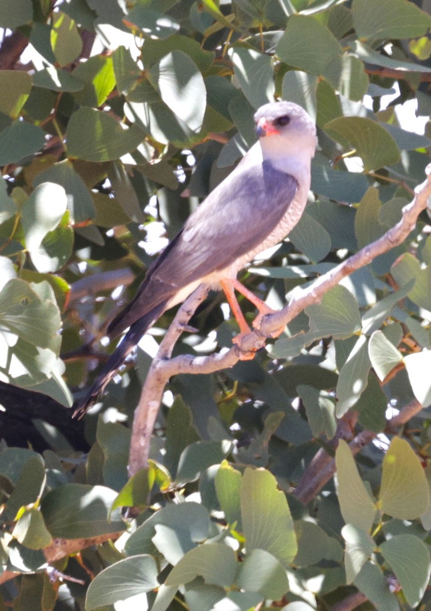 Gabar Goshawk - ML631504028