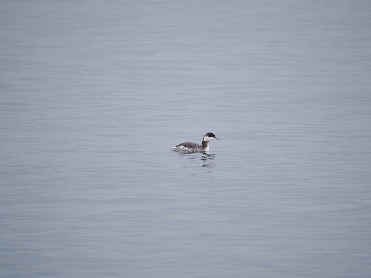 Horned Grebe - ML631504039