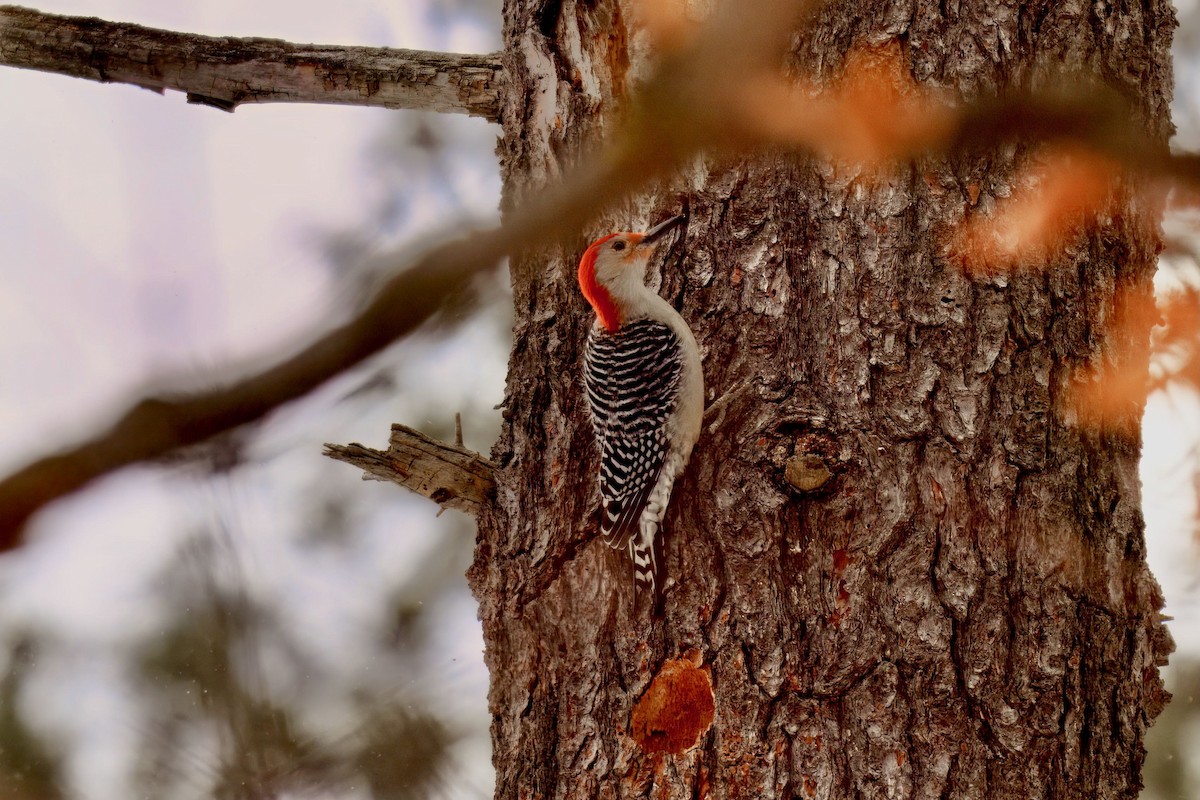 Red-bellied Woodpecker - ML631504139
