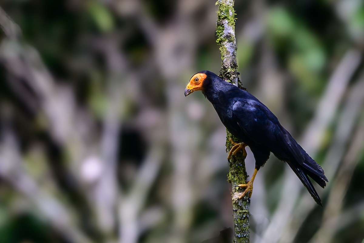 Black Caracara - ML631504142