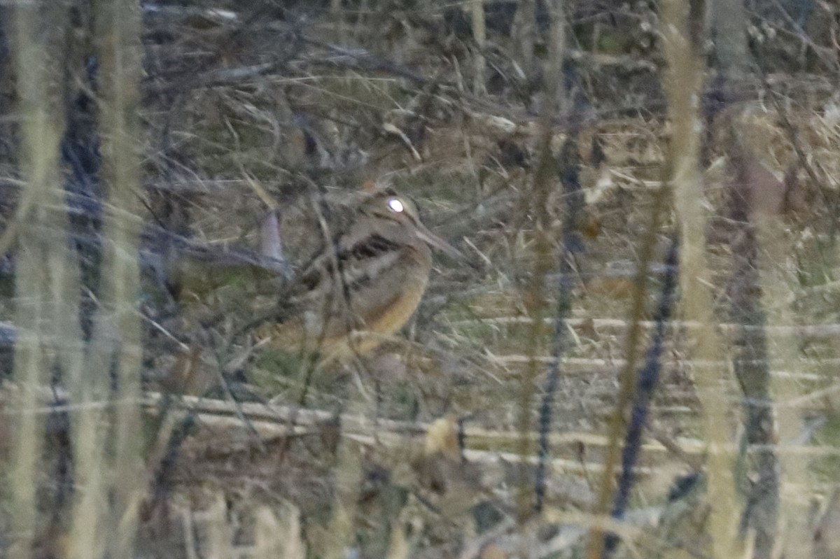 American Woodcock - ML631504678
