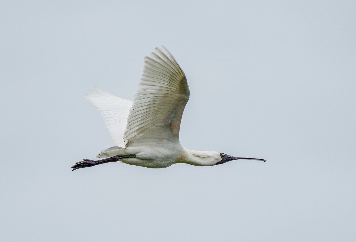 Royal Spoonbill - ML631504876