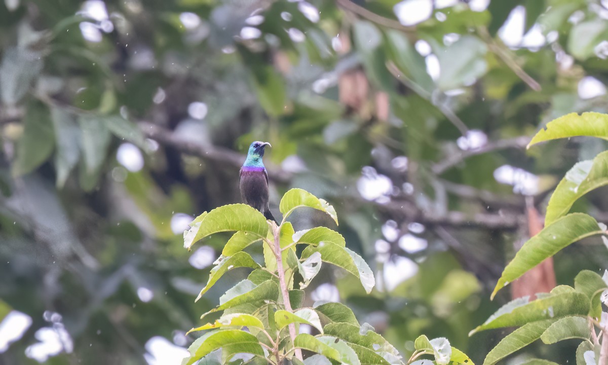 キフサタイヨウチョウ - ML631504936