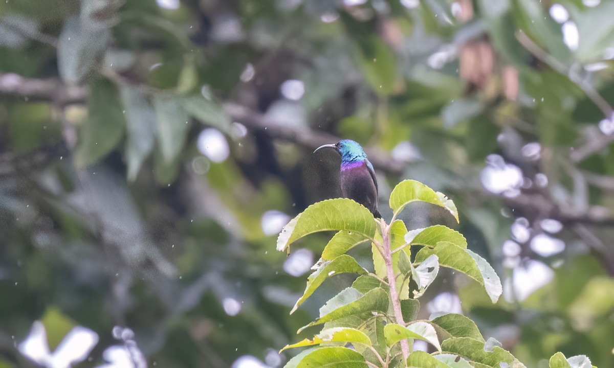 キフサタイヨウチョウ - ML631504937
