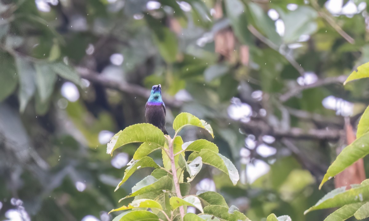 キフサタイヨウチョウ - ML631504938