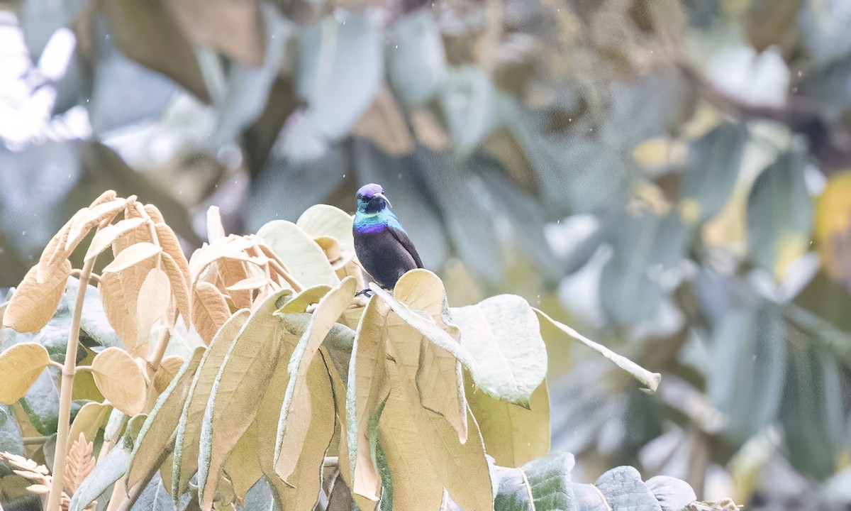 キフサタイヨウチョウ - ML631504939