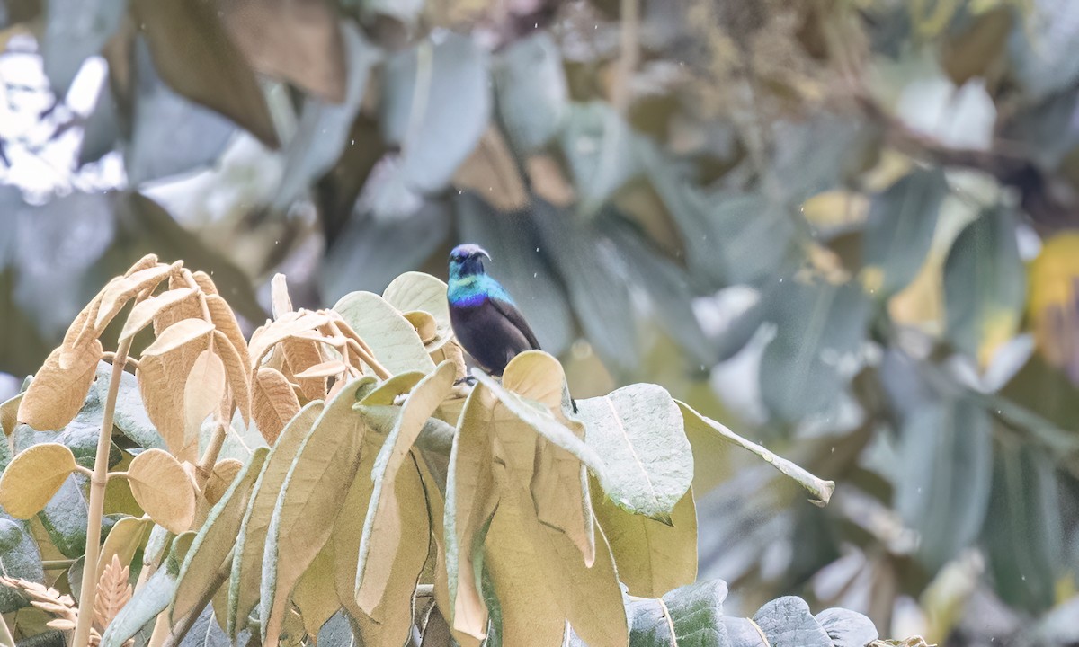 キフサタイヨウチョウ - ML631504940